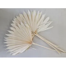 PALM SUN GEBLEEKT 5ST BOPP/kraft hobbyverpakking