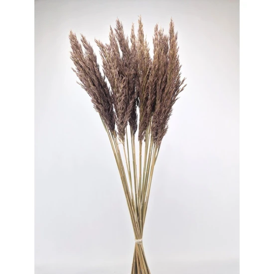 PAMPAS SPRAY DARK NATURAL
