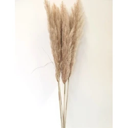 PAMPAS NATUREL 120/130 10ST