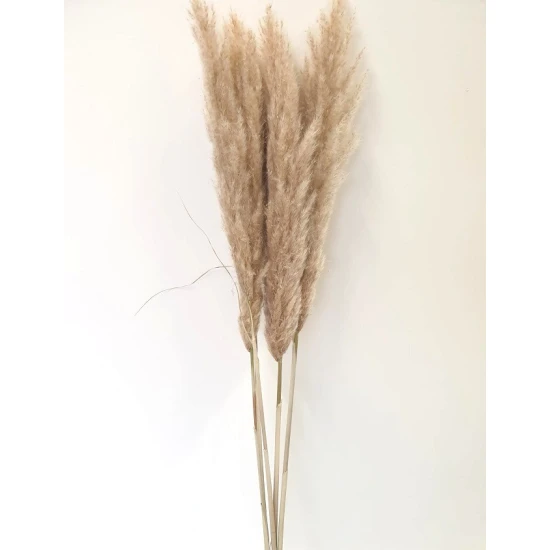 PAMPAS NATUREL 120/130 10ST