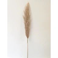 PAMPAS NATUREL 120/130 1ST