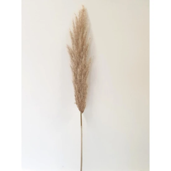 PAMPAS NATUREL 120/130 1ST