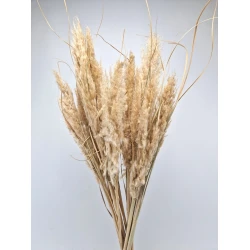 PAMPAS NATUREL +/-80CM 10PCS