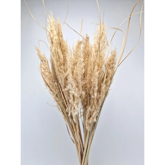 PAMPAS NATURAL +/-80CM 10PCS