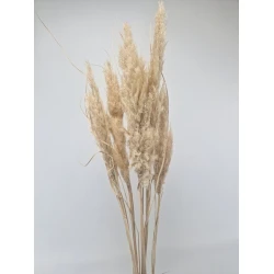PAMPAS NATUREL +/-80CM 5ST 1/2 BOPP/kraft hobbyverpakking