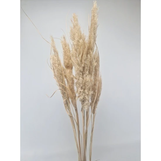 PAMPAS NATUREL +/-80CM 5ST 1/2 BOPP/kraft hobbyverpakking