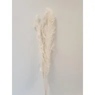 PAMPAS THAI GEBLEEKT 140CM 3ST