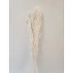 PAMPAS THAI GEBLEEKT 140CM 3ST