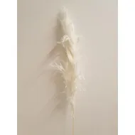 PAMPAS THAI GEBLEEKT 1ST BOPP/kraft hobbyverpakking