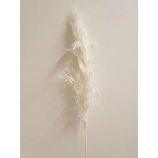 PAMPAS THAI BLANCHI 140CM 3PCS