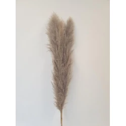 PAMPAS THAI NATUREL 140CM 3PCS