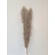 PAMPAS THAI NATURAL 140CM 3PCS