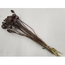 PAPAVER DONKERBRUIN 1/2 BOPP/kraft hobbyverpakking