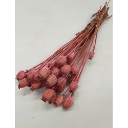 PAPAVER DONKERROZE 1/2 BOPP/kraft hobbyverpakking