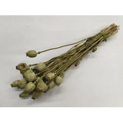 PAPAVER GROEN 1/2 BOPP/kraft hobbyverpakking