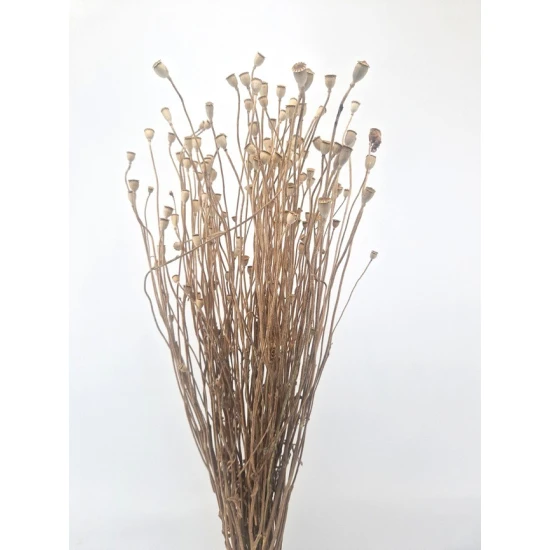 PAPAVER MINI NATUREL 1/2 BOPP/kraft hobbyverpakking