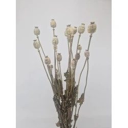 PAPAVER NATUREL 1/2 BOPP/kraft hobbyverpakking