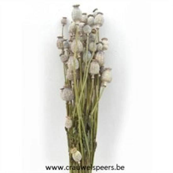 PAPAVER NATUREL 1/2 BOPP/kraft