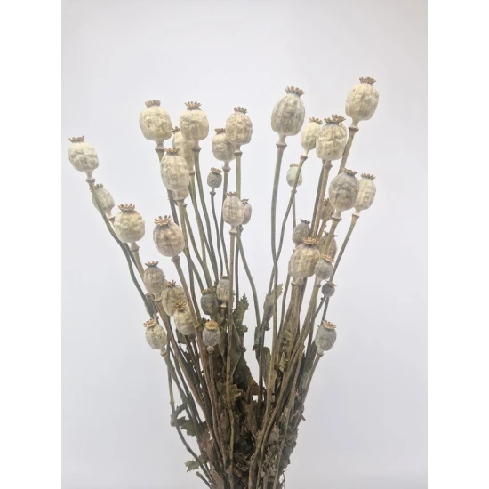 PAPAVER NATUREL
