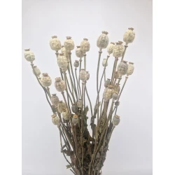 POPPY NATURAL BOPP/kraft Small packaging