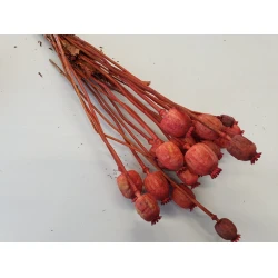 PAPAVER ORANJE 1/2 BOPP/kraft hobbyverpakking