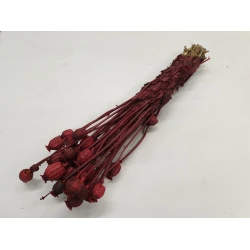 PAPAVER ROOD 1/2 BOPP/kraft hobbyverpakking