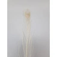PEACOCK FEATHER 80-100CM BLEACHED 1PC