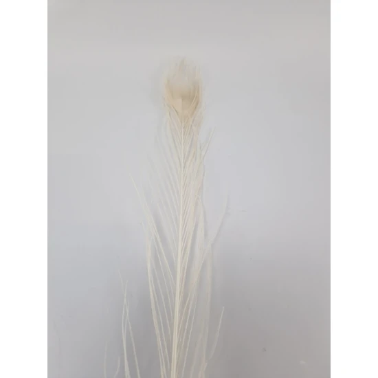 PLUME DE PAON 80-100CM BLANCHI 1PC