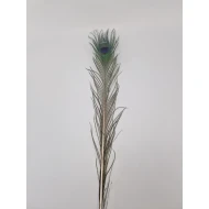 PAUWEVEER 80-100CM NATUREL 1ST