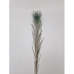 PLUME DE PAON 80-100CM NATUREL 1PC