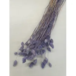 PHALARIS DARK LILAC +/-50GR BOPP/kraft Small packaging