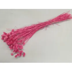 PHALARIS FUCHSIA +/-50GR BOPP/kraft Small packaging