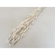 PHALARIS GEBLEEKT +/-50GR BOPP/kraft hobbyverpakking