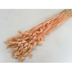 PHALARIS MELON +/-50GR BOPP/kraft Small packaging