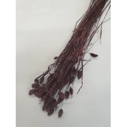 PHALARIS PRUIM +/-50GR BOPP/kraft hobbyverpakking