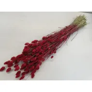 PHALARIS ROOD +/-50GR BOPP/kraft hobbyverpakking