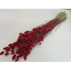 PHALARIS ROOD +/-50GR BOPP/kraft hobbyverpakking