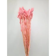 PHALARIS BABY ROZE +/-100GR