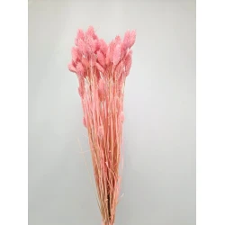 PHALARIS BABY ROSE +/-100GR