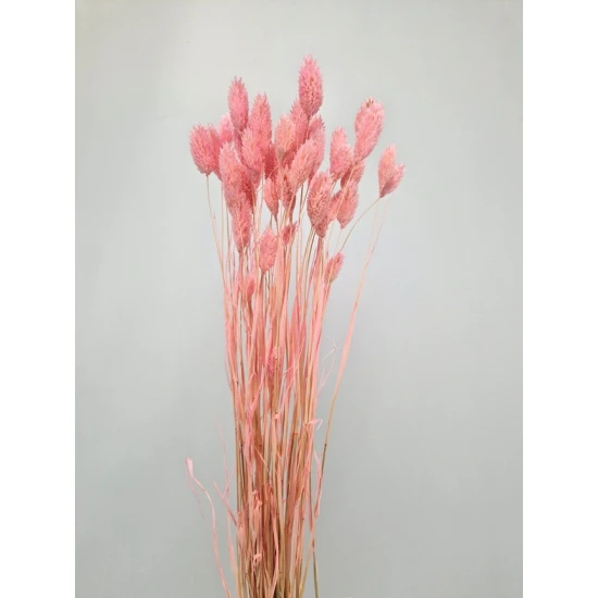 PHALARIS BABY ROZE +/-50GR BOPP/kraft hobbyverpakking