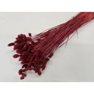 PHALARIS BORDEAUX +/-100GR BOPP/kraft hobbyverpakking