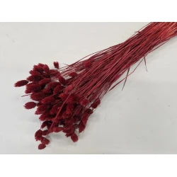 PHALARIS BURGUNDY +/-100GR BOPP/kraft Small packaging