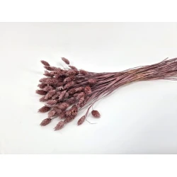 PHALARIS ELDERBERRY+/-50GR BOPP/kraft Small packaging