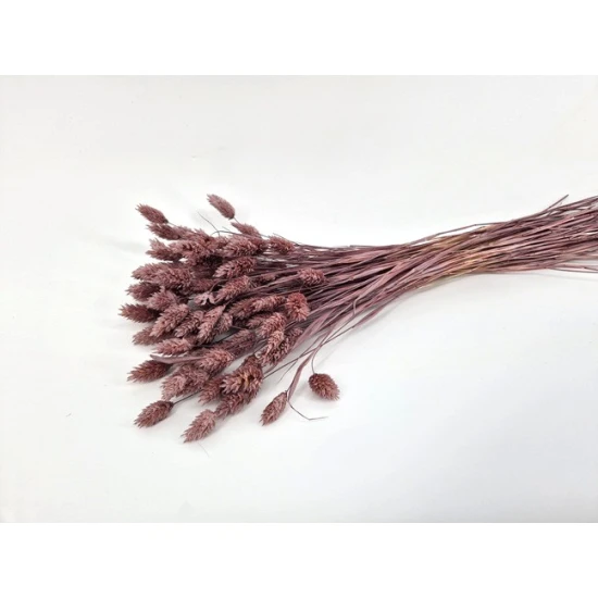 PHALARIS ELDERBERRY +/-50GR BOPP/kraft emballage hobby