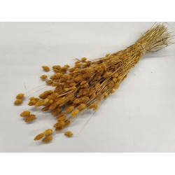 PHALARIS YELLOW +/-50GR BOPP/kraft Small packaging