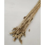 PHALARIS GOUD +/-50GR BOPP/kraft hobbyverpakking