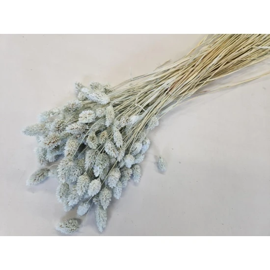 PHALARIS MEADOW MIST +/-100GR BOPP/kraft hobbyverpakking