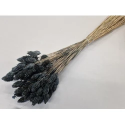 PHALARIS BABY GREY +/-100GR BOPP/kraft Small packaging