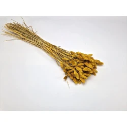 PHALARIS MUSTARD +/-100GR BOPP/kraft Small packaging hobby