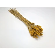 PHALARIS MUSTARD +/-50GR BOPP/kraft Small packaging